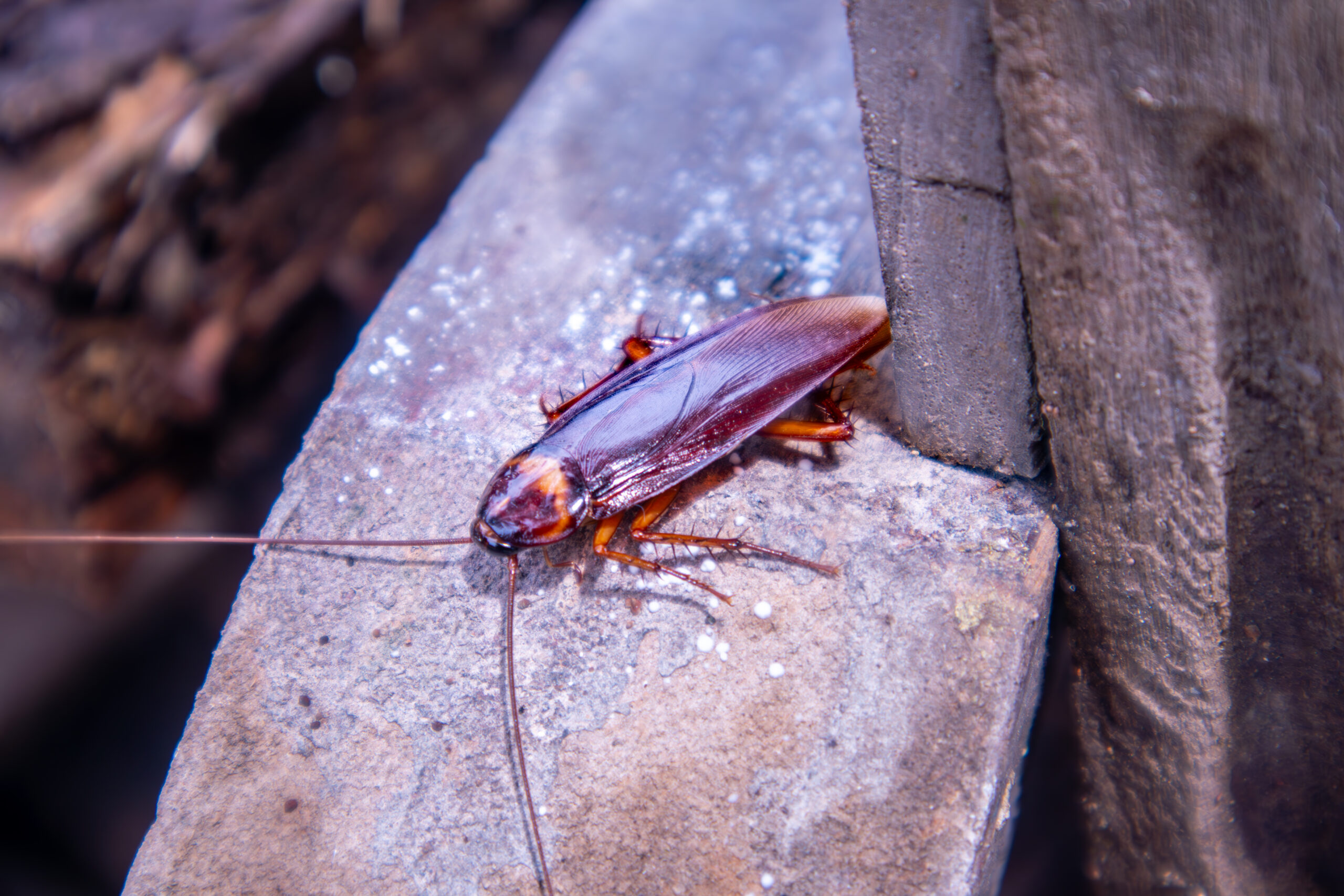 Brown cockroach crawling on wood building